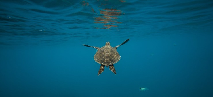 gray turtle